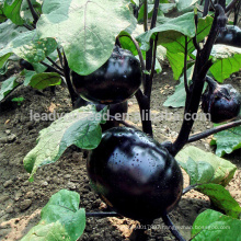 E07 Shengyuan No.1 black round eggplant seeds, f1 hybrid eggplant seeds